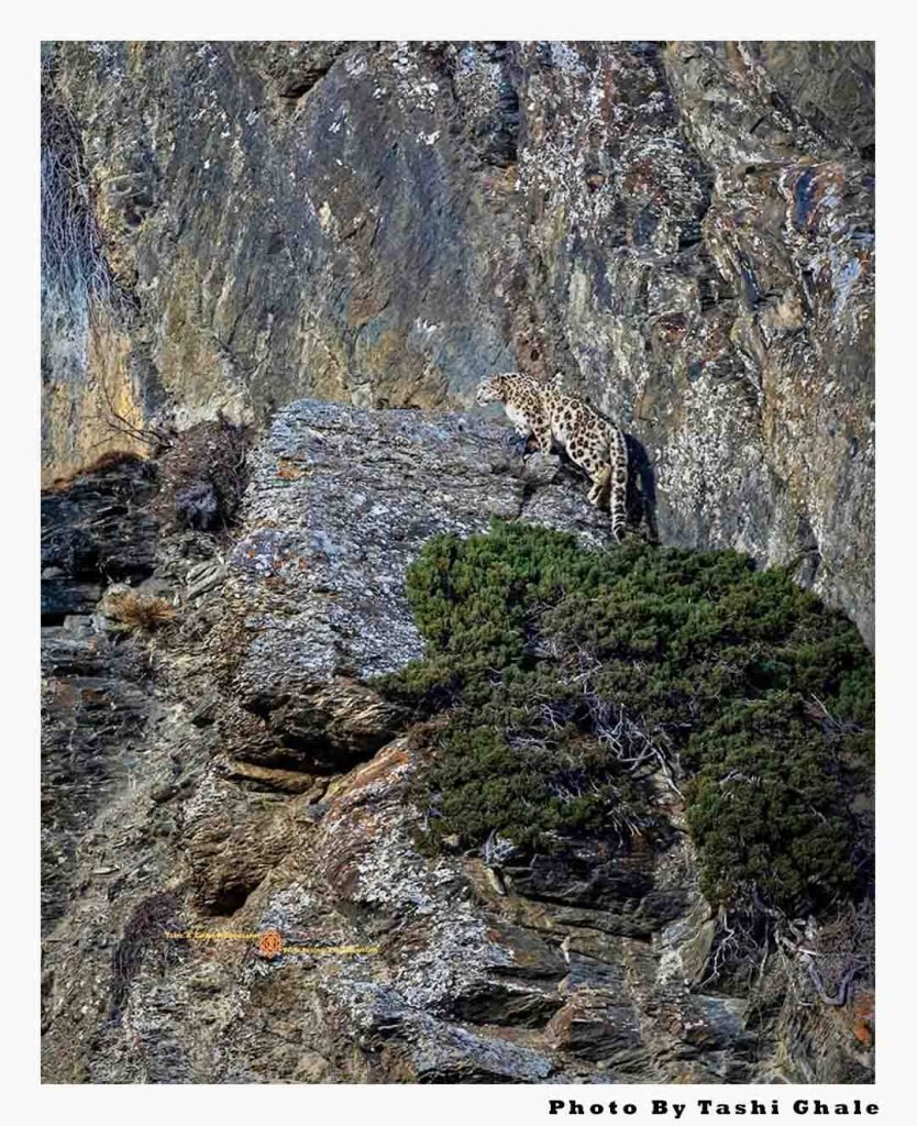 Chasing Shadows: Discover the Majestic Snow Leopard in Nepal's Himalayas